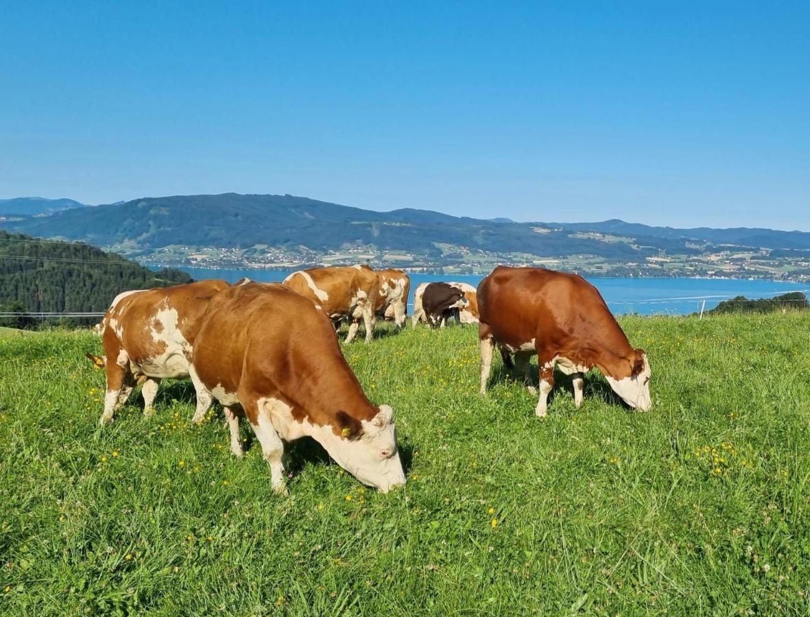 Ferienwohnungen Schobringer Weyregg am Attersee Zewnętrze zdjęcie