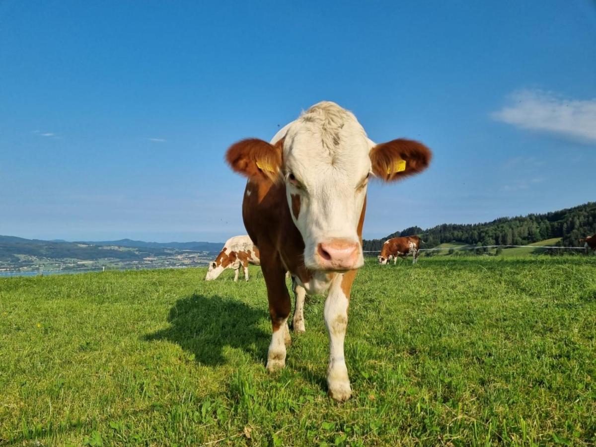 Ferienwohnungen Schobringer Weyregg am Attersee Zewnętrze zdjęcie