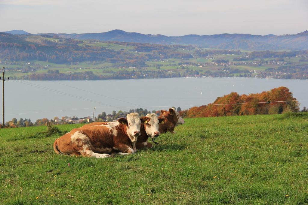 Ferienwohnungen Schobringer Weyregg am Attersee Zewnętrze zdjęcie