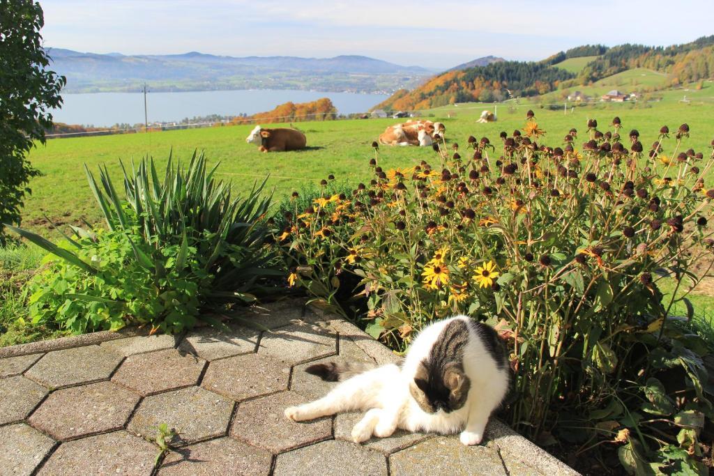 Ferienwohnungen Schoebringer Weyregg am Attersee Zewnętrze zdjęcie